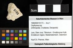 Foto (Objekt + Etiketten) von Oxythyreus sp. 